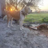 واگذاری سگ آلبای