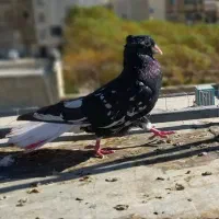 دم سفید|پرنده|آبیک, |دیوار