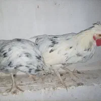 مرغ و خروس گلین و مرندی