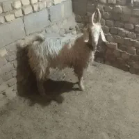 بزغاله فروشی