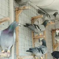 پلاکی|پرنده|کرمان, |دیوار