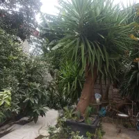 یوکا بزرگ 5تا  گلدان 60