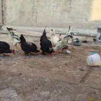 مرغ و خروس