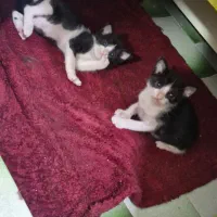 دو تا بچه گربه dsh