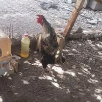 قیمت‌۷۰۰تومان