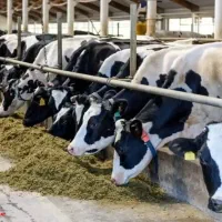 کارگرگاوداری