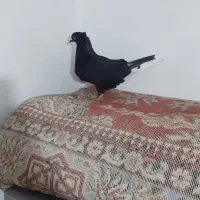 ماده زاغ دم سفید