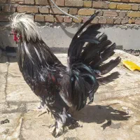خروس سلطان سالم و سرحال
