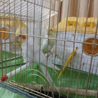 دوجفت عروس هلندی نروماده با چهار تا تخم مرغ سالم|پرنده|اردبیل, |دیوار