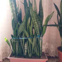 گل سانسوریا|گل و گیاه طبیعی|اهر, |دیوار