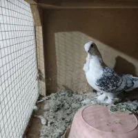 کبوترتزعینی