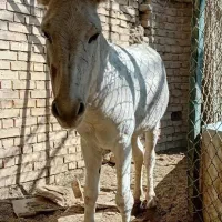الاغ