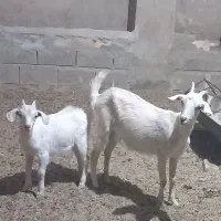 بز سانان شکم اول