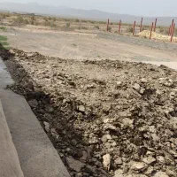 کودمرغ گوشتی