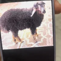 سلام بره گم شده