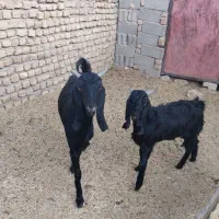 بز فروشی|حیوانات مزرعه|فیروزه, |دیوار