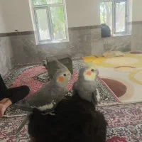 هلندی دستی همراه با قفس