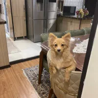 سگ پامرین گرگی