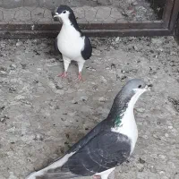 کفتر اصفهانی