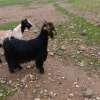 دو بز بختیاری فروش