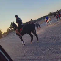 اسب|اسب و تجهیزات اسب‌سواری|بم, |دیوار