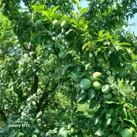 ۱هکتارآلوی کالیفرنیا نیا