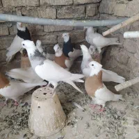 طوقی|پرنده|اصفهان, ناصرخسرو|دیوار