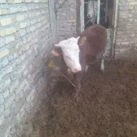 فروش یک راس سیمینتال نر