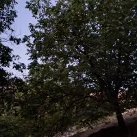 باغبانی و درختکاری