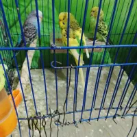 مرغ عشق ضمانتی