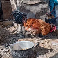 سه عدد خروس گلین|حیوانات مزرعه|برخوار, |دیوار