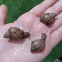 جوجه حلزون 2 سانتی