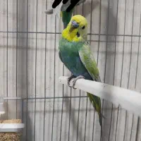 مرغ عشق رینبو گلد فیس