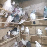 کفتر.جوجه.پرش.خال