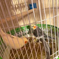 عروس هلندی جفت جوان|پرنده|مشهد, ادیب نیشابوری (شهرک غرب)|دیوار