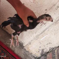 جوجه لاری|حیوانات مزرعه|سنگدوین, |دیوار