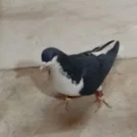 کبوتر سیاه بدرنگ نرمست شصتی کبود نر