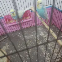 مرغ عشق رینبو مولد صددرصد|پرنده|لاهیجان, خمیر کلایه|دیوار