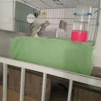 عروس|پرنده|قم, شهرک مهدیه (مدرس)|دیوار