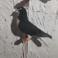 شیر سیاه گمشده شب محدوده سرایانی