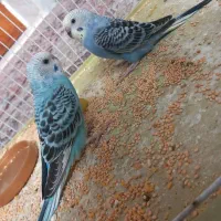 جوجه مرغ عشق