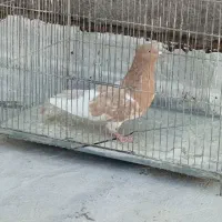 کبوتر رنگه والمانی وخروس فروشی