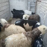 فروش کهره و بره