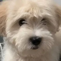 سگ شیتزو شیری ماده|سگ|پیشوا, |دیوار