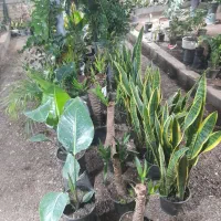 انواع گلهای اپارتمانی گلخانه مصطفی