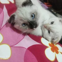 گربه اسکاتیش هیمالین