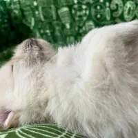 پامر اشپیتز|سگ|یاسوج, |دیوار