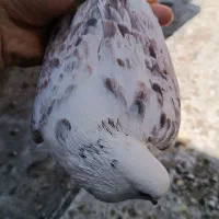 کبوتر|پرنده|قم, شهرک سازمان آب|دیوار