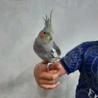 دو عروس هلندی دستی و سخنگو