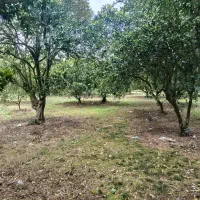 فروش زمین ۱۳۵۰ متر باغ پرتقال چشم دریا و جنگل